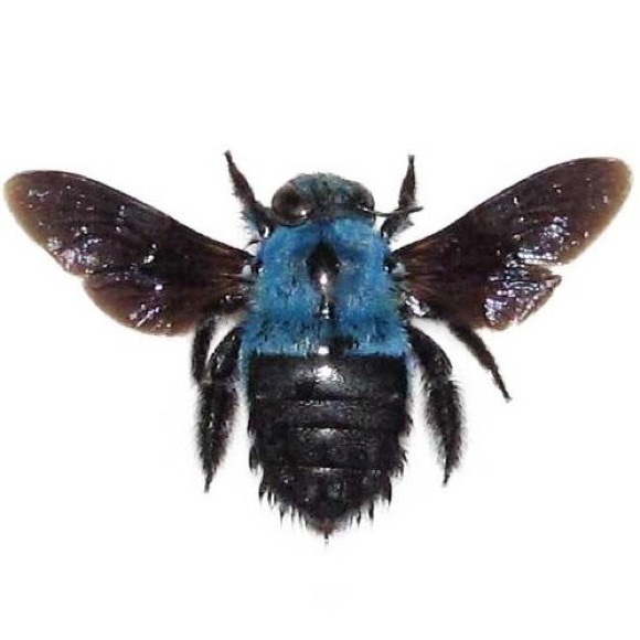 beebatch3